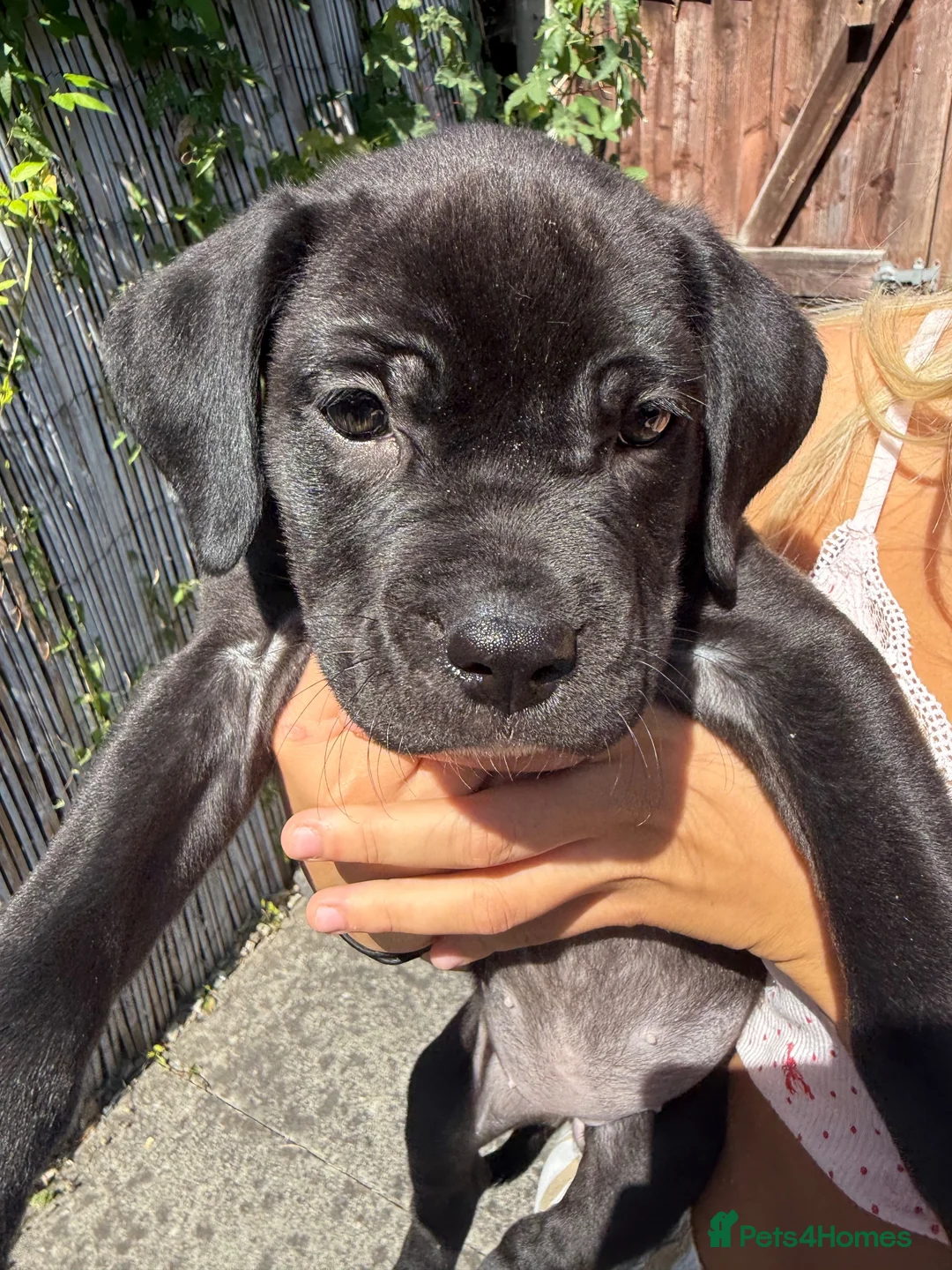 Mixed Breed dogs for sale: Athena beautiful cane Corso  - Advert 2