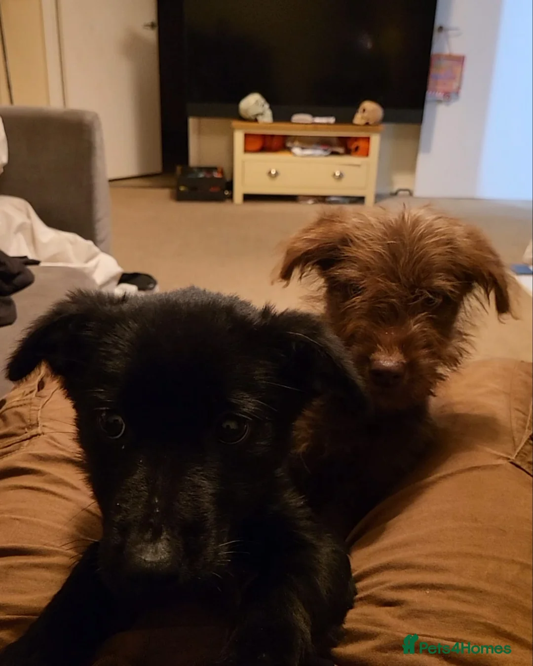 Mixed Breed dogs for sale: Well loved dogs for new home - Advert 4