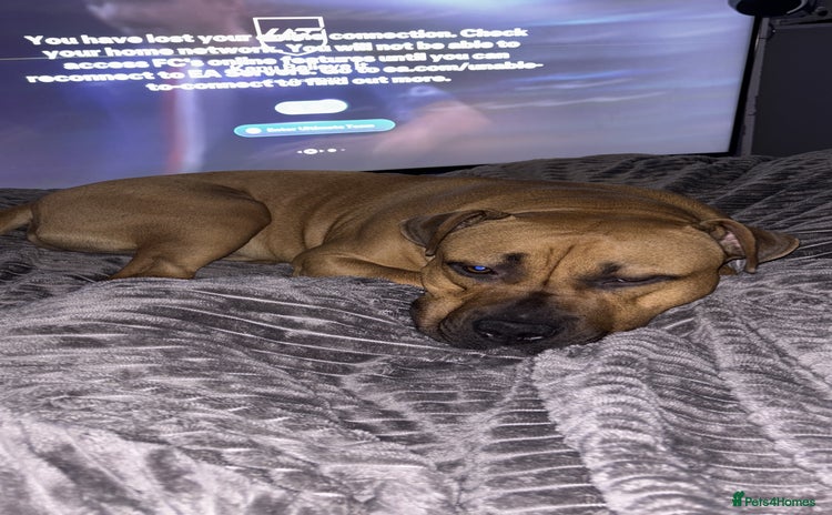 Mixed Breed dogs Male staffy cross  - Advert 1