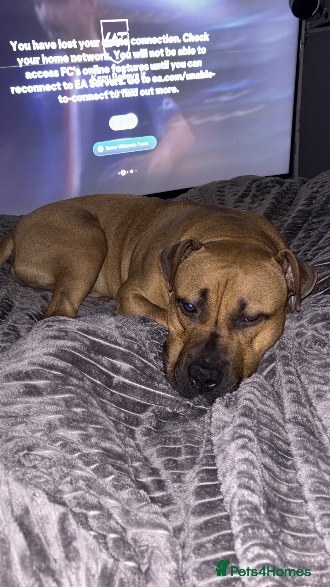 Mixed Breed dogs for sale: Male staffy cross  - Advert 1