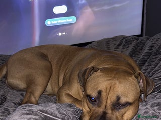 Mixed Breed dogs Male staffy cross - Advert 1