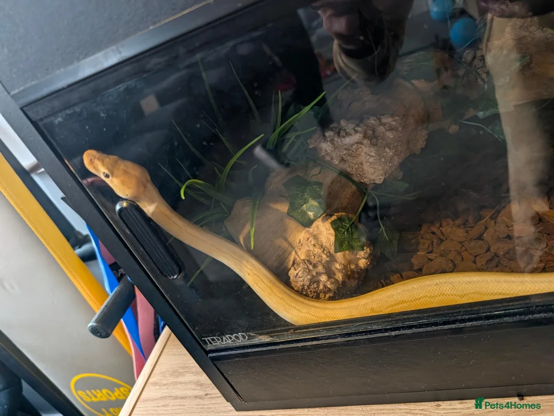 Python Snake reptiles for sale: Banana pinstripe royal python  - Advert 2