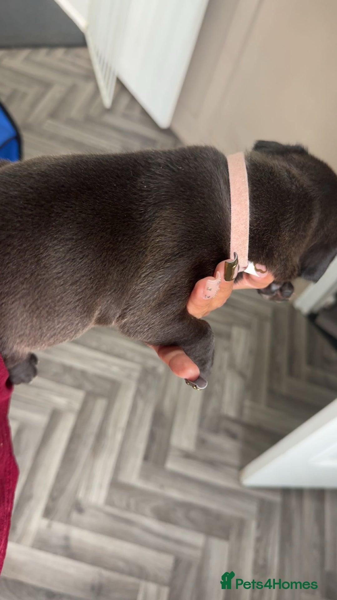 Mixed Breed dogs for sale: 2 dogue de Bordeaux x cane corso puppies - Advert 12