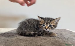 British Shorthair cats for sale: British shorthair  - Image 5