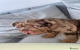 English Bulldog dogs for sale: English bulldog for sale - Image 3