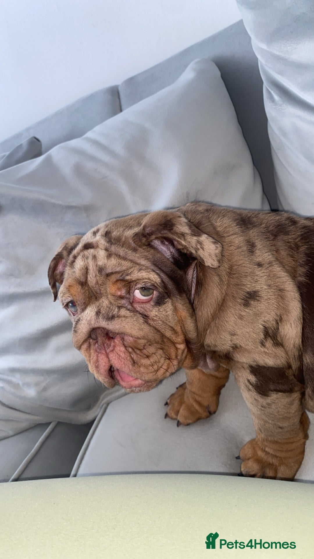 English Bulldog dogs for sale: English bulldog for sale - Image 3