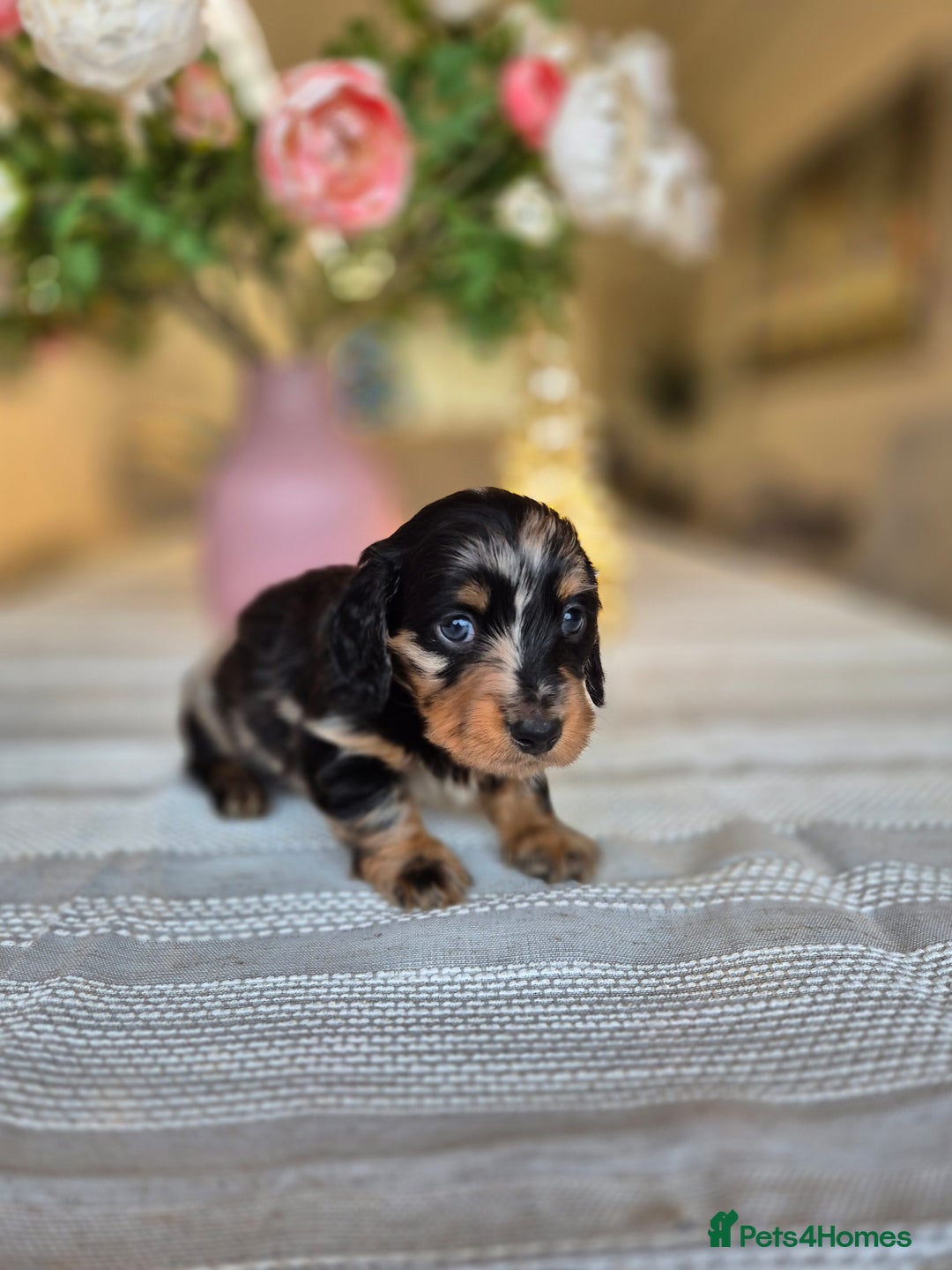 Dachshund dogs for sale: 💙Miniature Dachshund puppies! First litter!🩷  - Advert 5