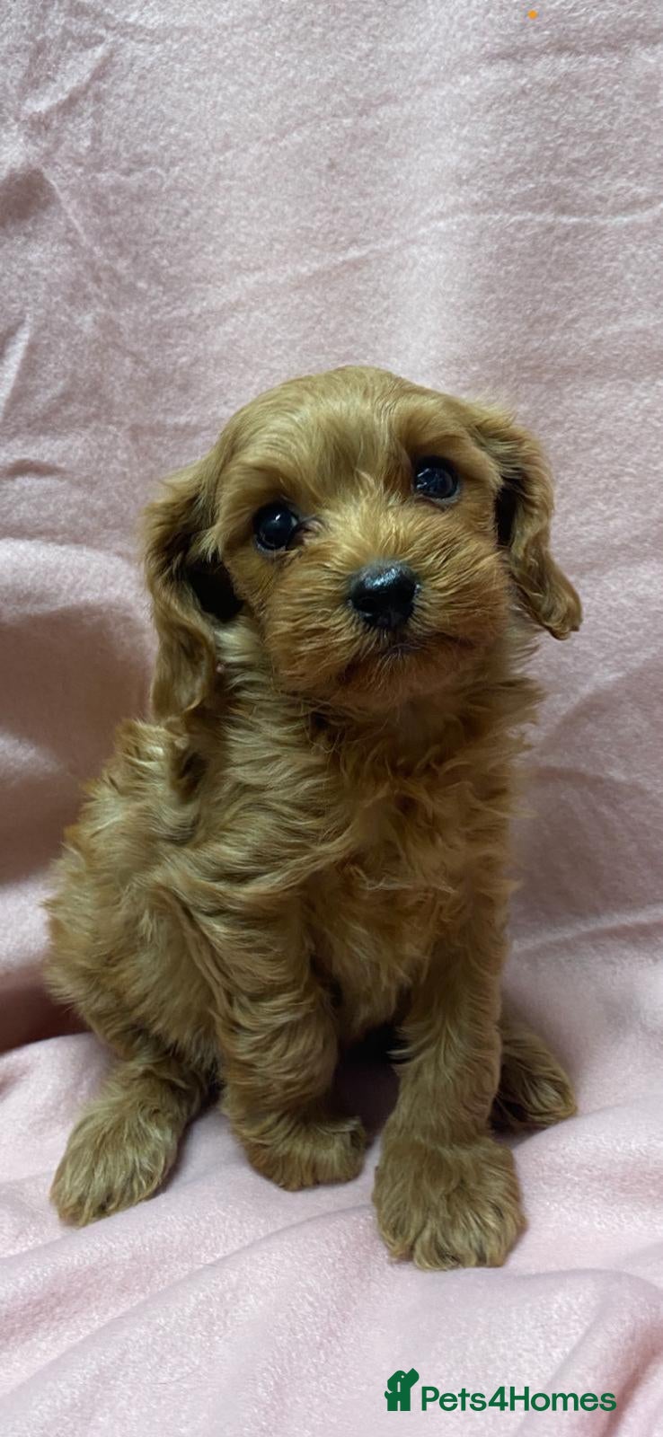 Cavapoo dogs Beautiful, Stunning litter of F1 Toy Cavapoos - Advert 6