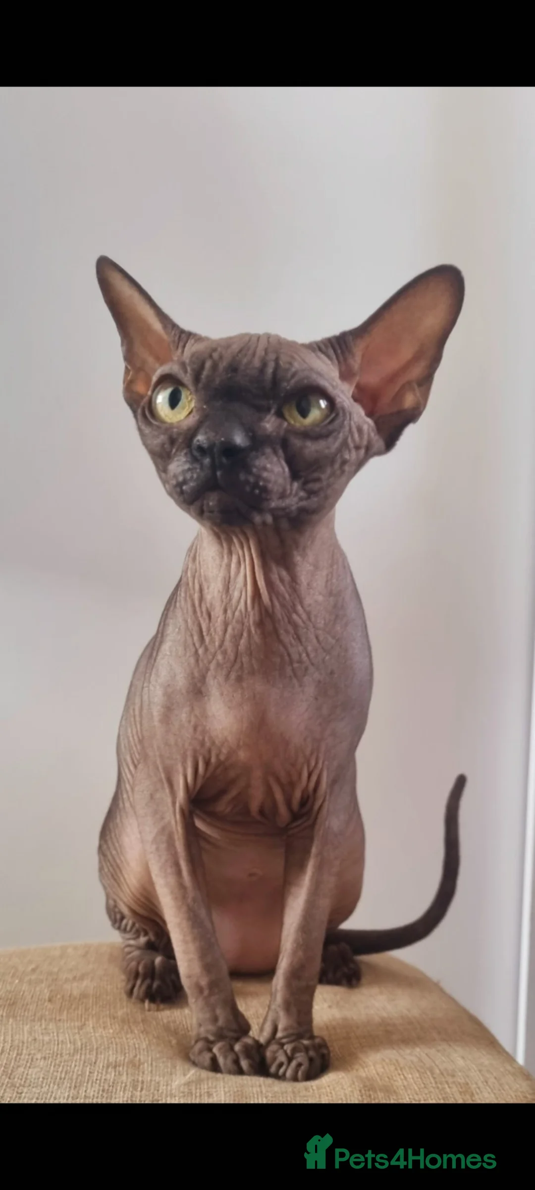 Sphynx cats for sale: FIFe registered stunning Sphynx kittens - Advert 2
