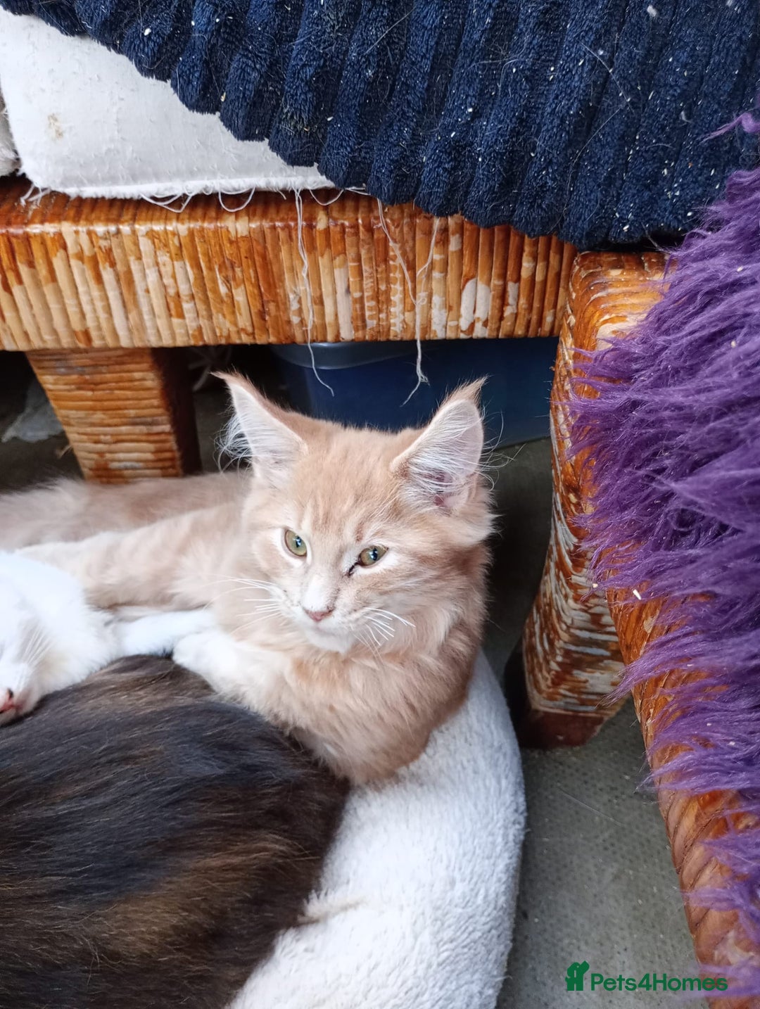 Maine Coon cats for sale: Maine coon  - Advert 19