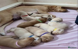 Labrador Retriever dogs for sale: Labrador puppies - Image 6
