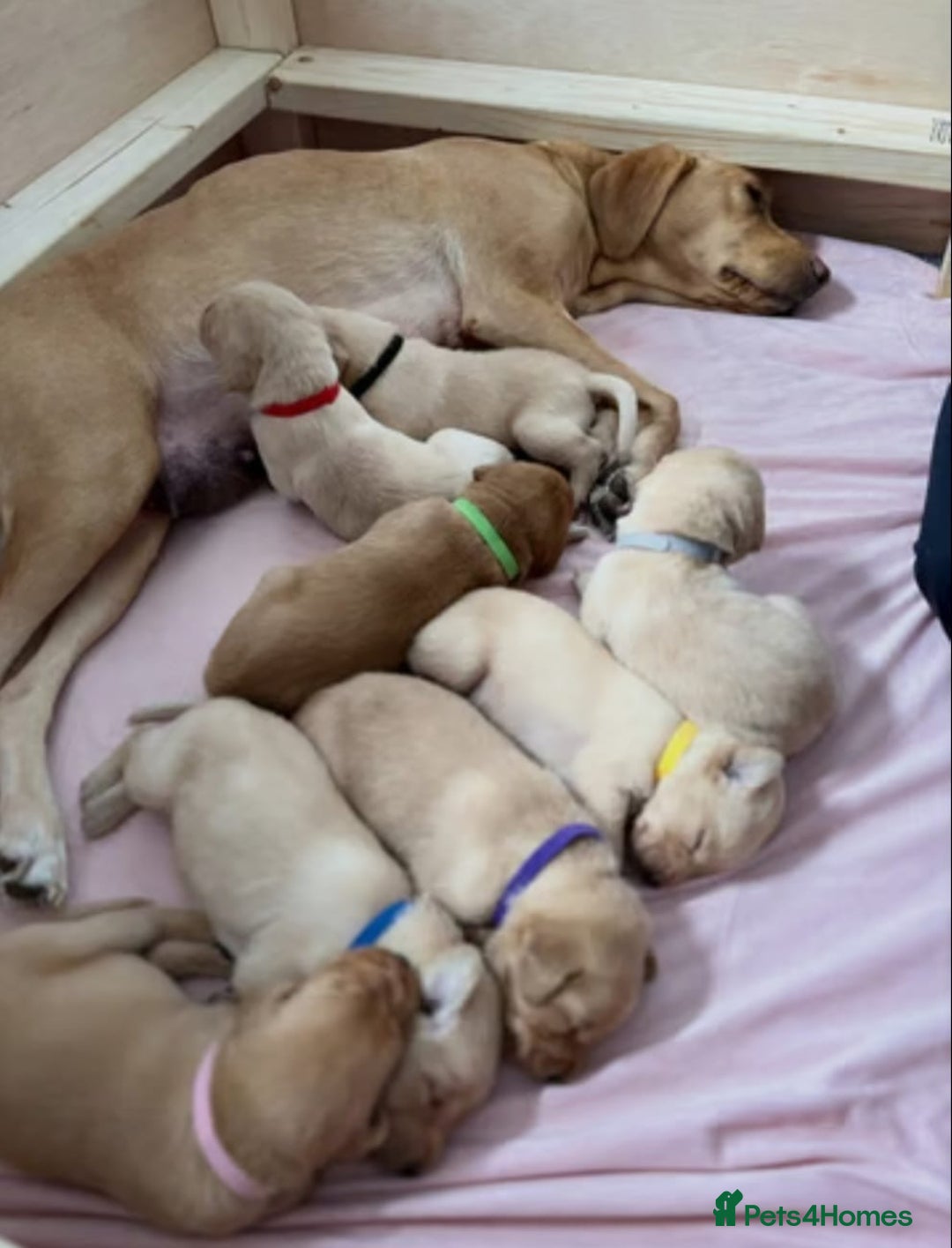 Labrador Retriever dogs for sale: Labrador puppies - Image 6