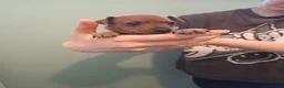 Miniature Pinscher dogs for sale: Adorable Miniature Pinscher Puppies  in Peterhead - Advert 11
