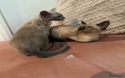 Tonkinese cats for sale: Tonkinese 1st gen Kittens  - Image 5