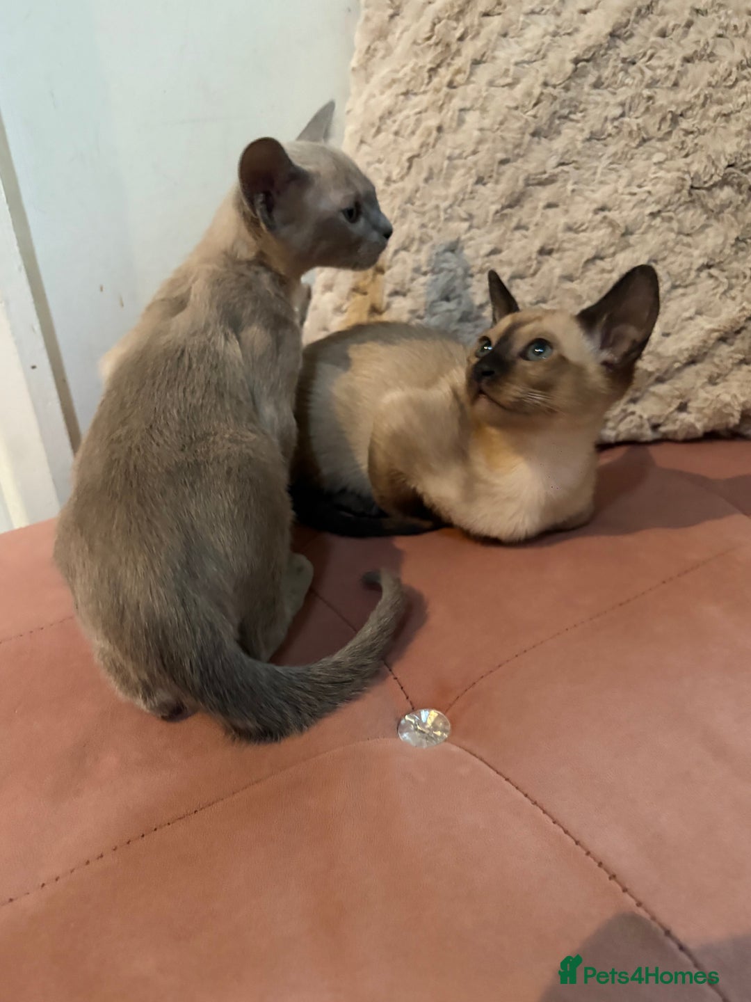Tonkinese cats for sale: Tonkinese 1st gen Kittens  - Image 5