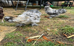 Chickens poultry for sale: 5 PURE BEARDED SILKIE COCKERELS  - Image 6