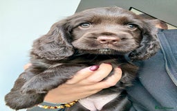 Cocker Spaniel dogs for sale: Beautiful Cocker Spaniel Pups - Image 8