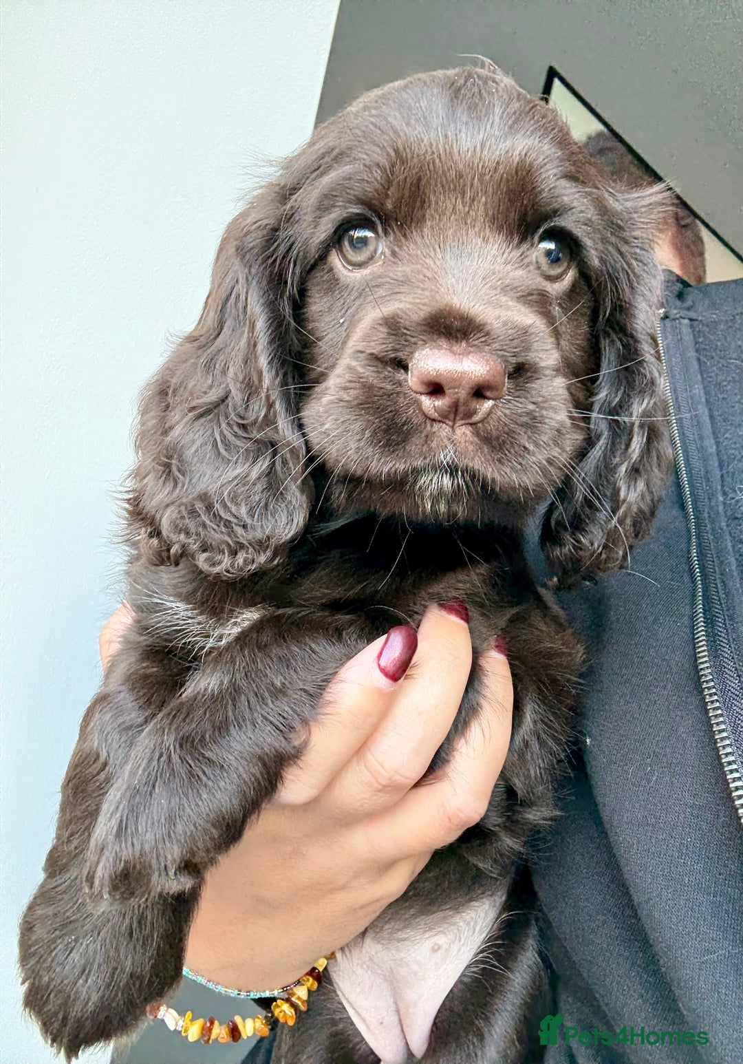 Cocker Spaniel dogs for sale: Beautiful Cocker Spaniel Pups - Image 8