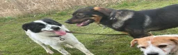 Mixed Breed dogs for adoption: Magpie - Norwich Norfolk  in Norwich - Advert 2