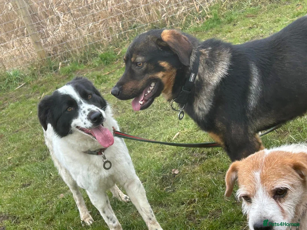 Mixed Breed dogs for adoption: Magpie - Norwich Norfolk  in Norwich - Advert 2