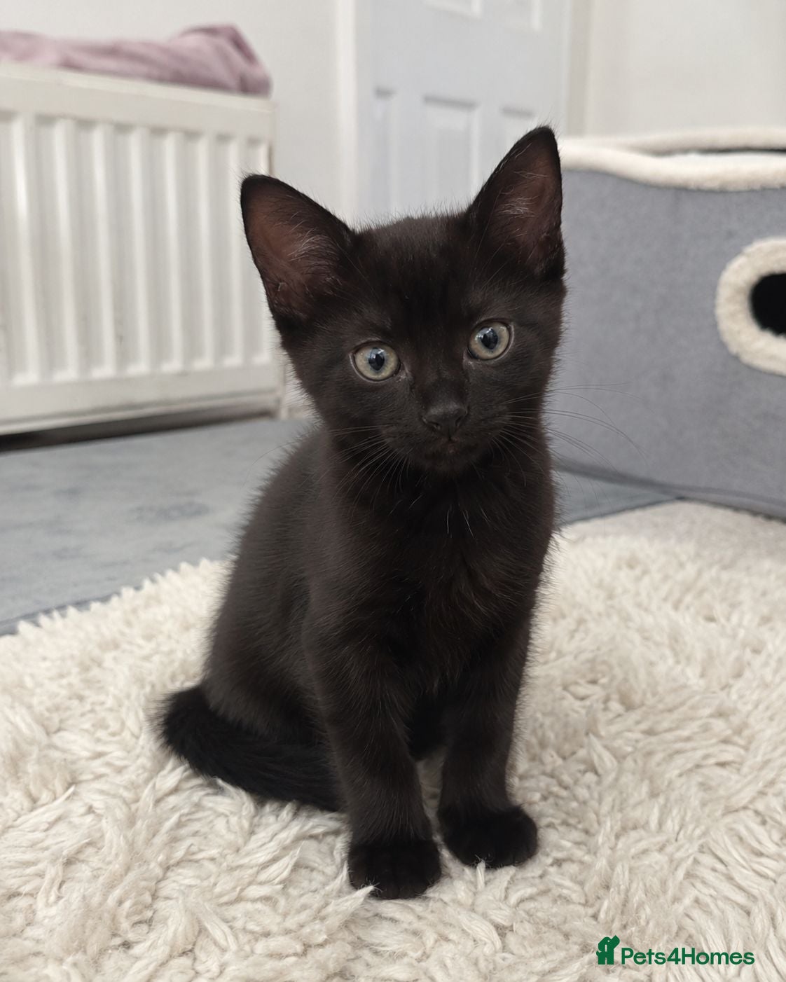 European cats 2 Gorgeous Tabby Kittens Ready For Forever Homes - Advert 7