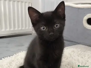 European cats 2 Gorgeous Tabby Kittens Ready For Forever Homes - Advert 4
