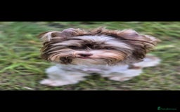 Yorkshire Terrier dogs for stud:  Biro &Black  - Image 3