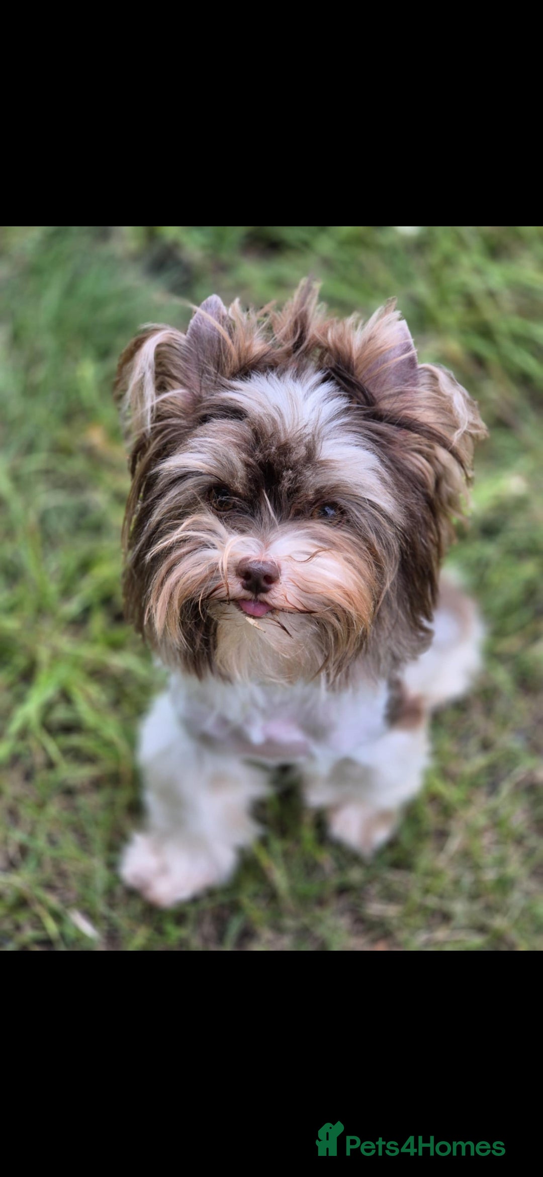 Yorkshire Terrier dogs for stud:  Biro &Black  - Image 3