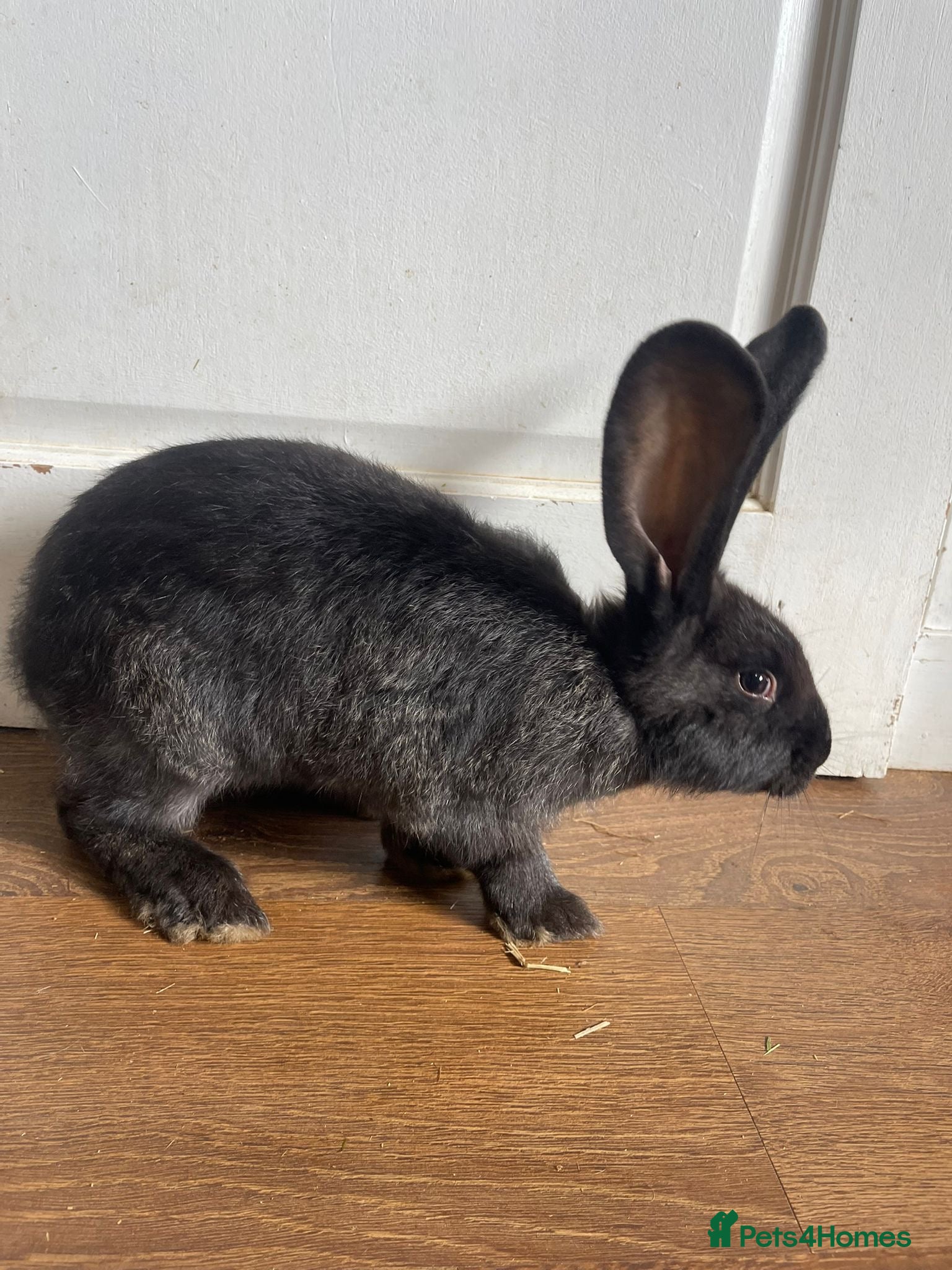 Continental Giant rabbits Super Gorgeous Continental Giant Rabbits - Advert 2