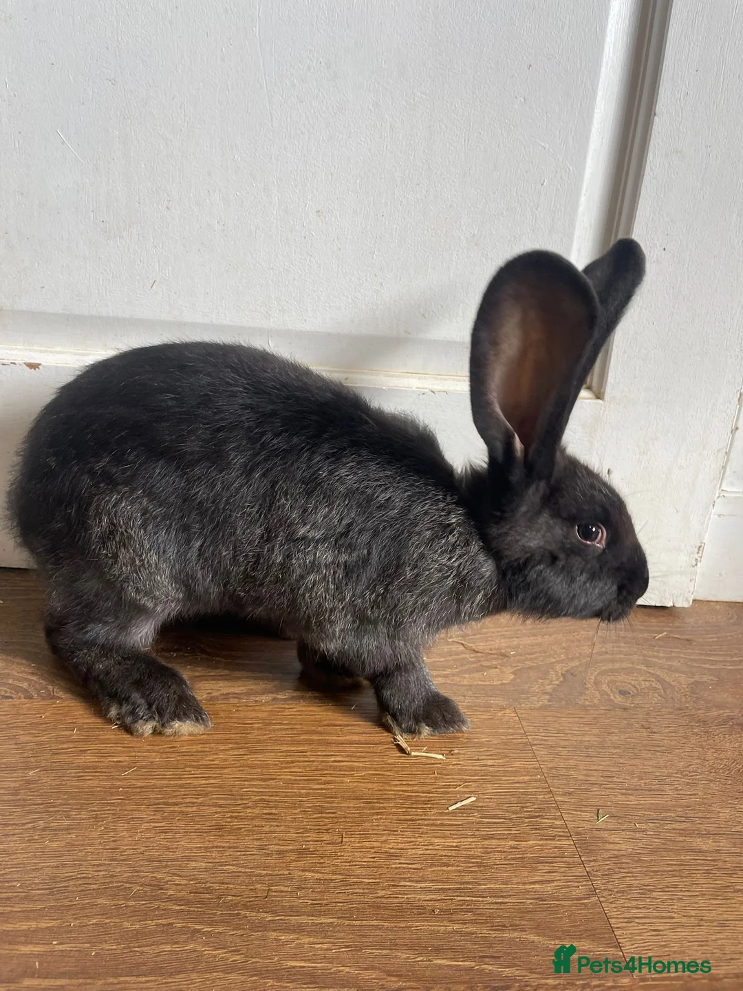 Continental Giant rabbits for sale: Super Gorgeous Continental Giant Rabbits in Aberdeen - Advert 2