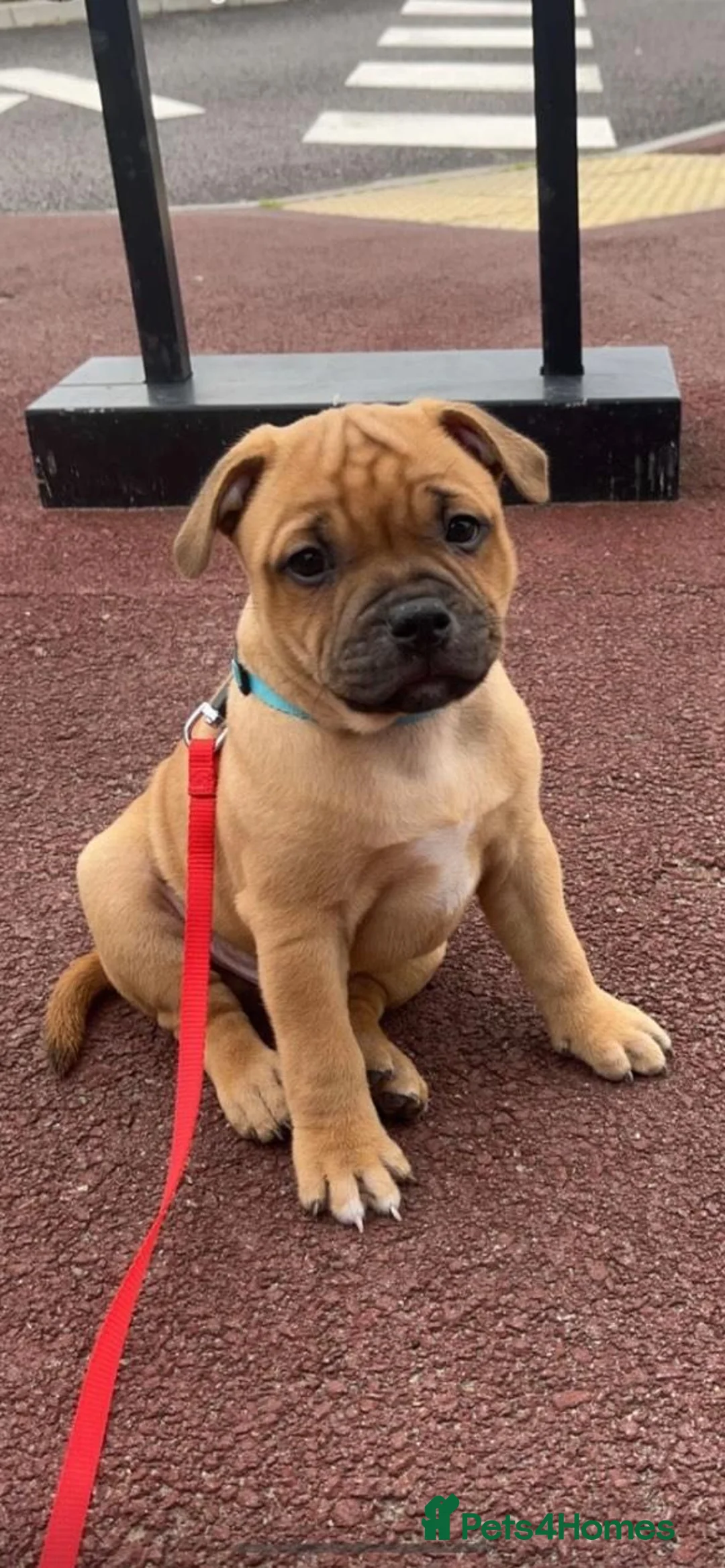 Staffordshire Bull Terrier dogs for stud: 🥨THE RED DREAMTEAM.🥨 Exceptional temprements. in Rochdale - Advert 3