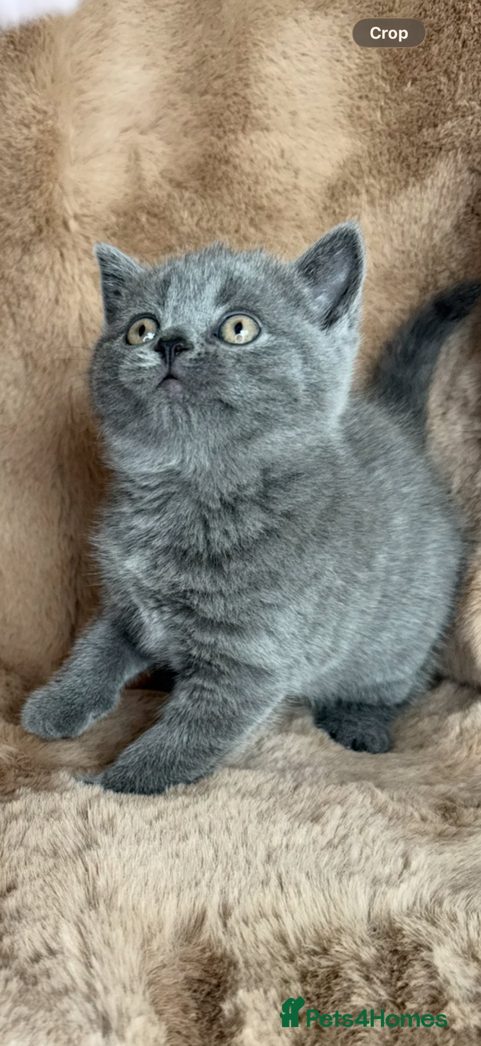 British Shorthair cats ✨  1 left Quality gccf British Shorthairs  - Advert 1