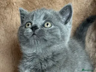 British Shorthair cats ✨ 1 left Quality gccf British Shorthairs - Advert 2