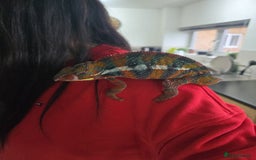 Chameleon reptiles for sale: Hybrid Panther Cameleon with full set up - Image 4