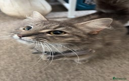 Mixed Breed cats for sale: 2 beautiful kittens - Image 5