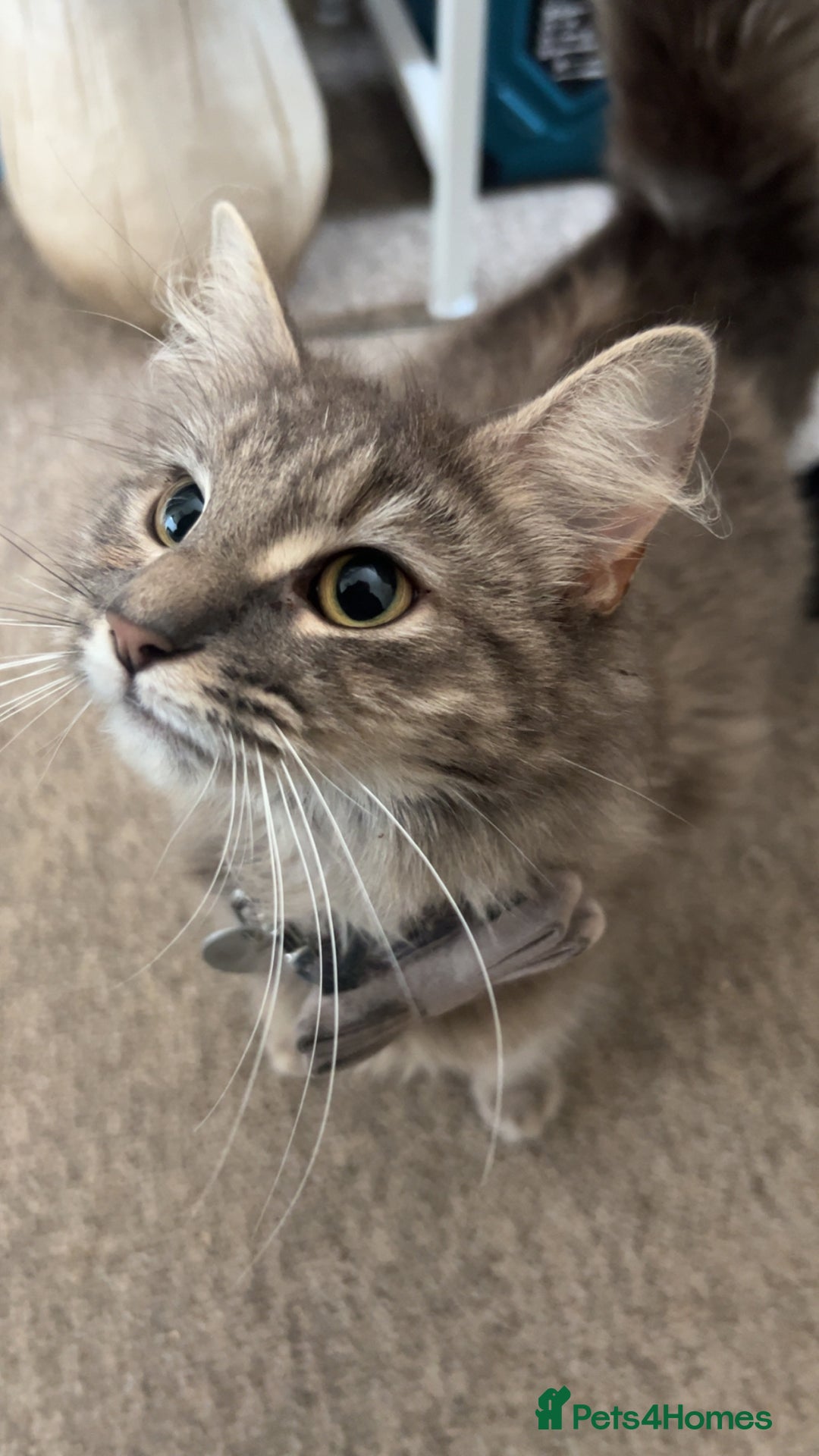 Mixed Breed cats for sale: 2 beautiful kittens - Image 5