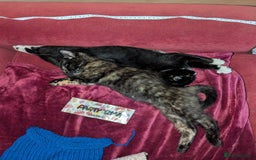 British Longhair cats for sale: Kittens are ready to go  - Image 18