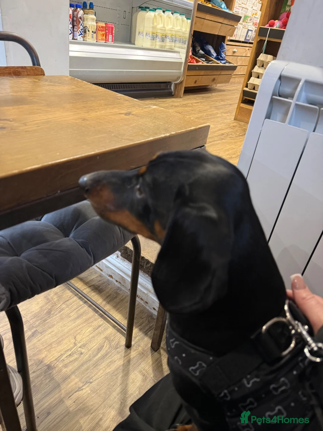 Dachshund dogs for sale: Arlo  - Advert 6