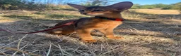 Abyssinian cats for sale: Adorable Abyssinian kittens - Advert 6