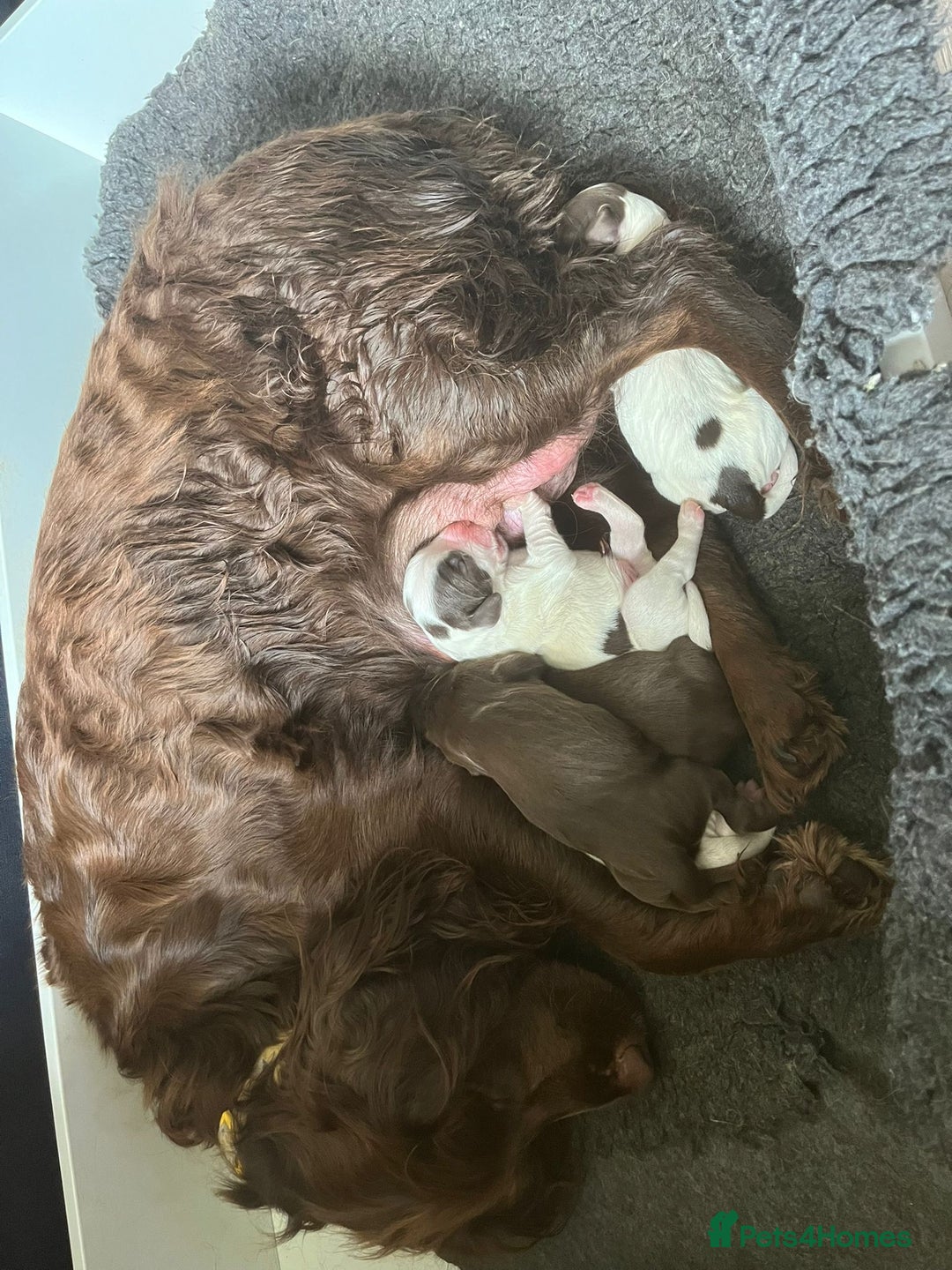 Sprocker dogs for sale: Beautiful Sprocker puppies  - Image 37