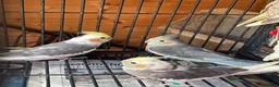 Cockatiels birds for sale: Cockatiel babies  - Advert 7