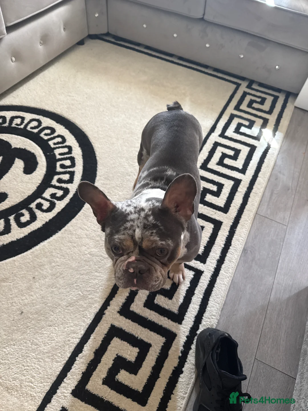 French Bulldog dogs for stud: Merle French bulldog stud  in London - Advert 2