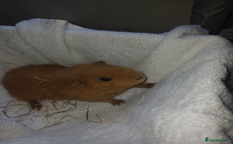 Guinea Pig rodents - Advert 11