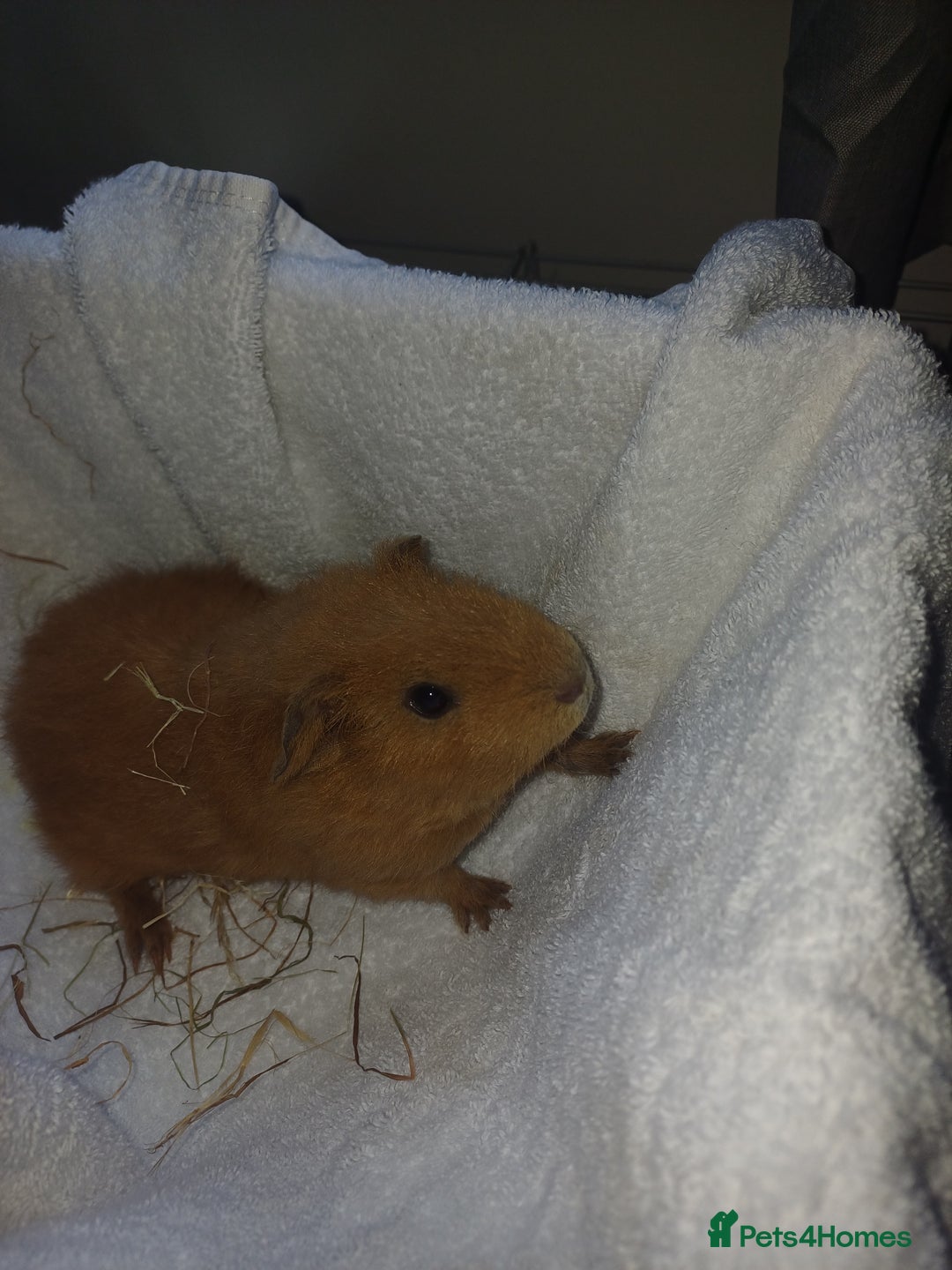Guinea Pig rodents for sale: Male guinea pigs 7 weeks - Image 1