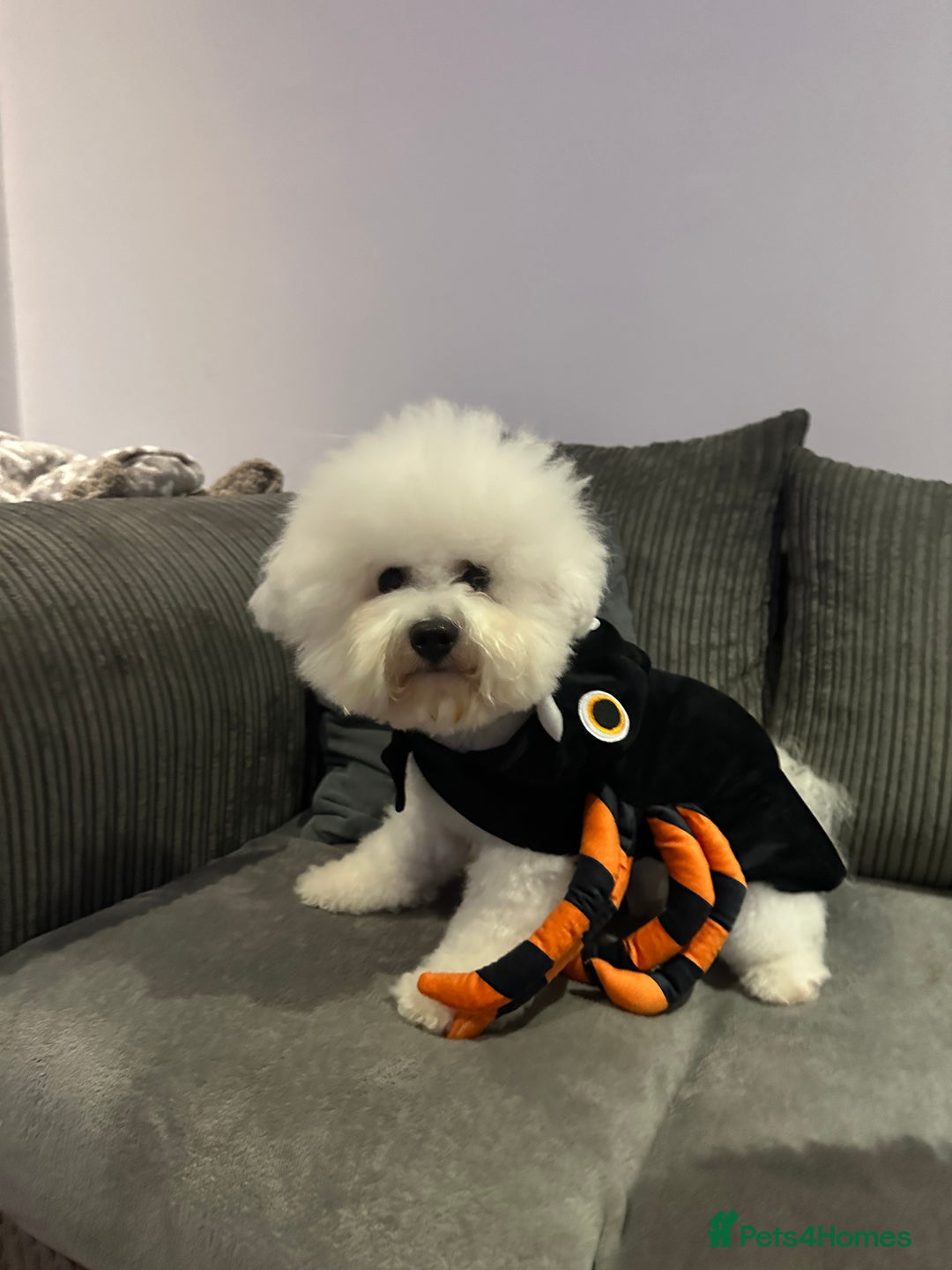 Bichon Frise dogs for stud: Stud KC registered Bichon Frise - Advert 2