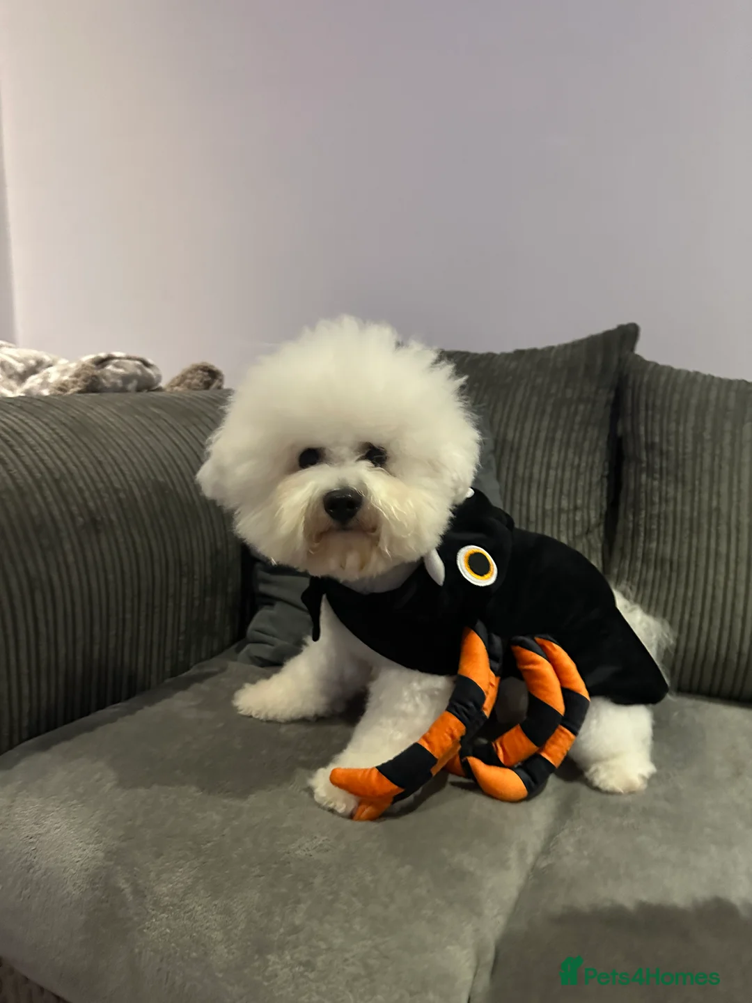 Bichon Frise dogs for stud: Stud KC Pedigree registered Bichon Frise - Advert 3