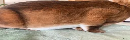 Rex rabbits for sale: Standard REX male - Advert 4