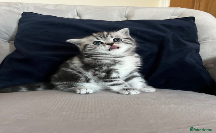 Scottish Fold cats Duke ( silver tabby Scottish straight)  - Advert 13