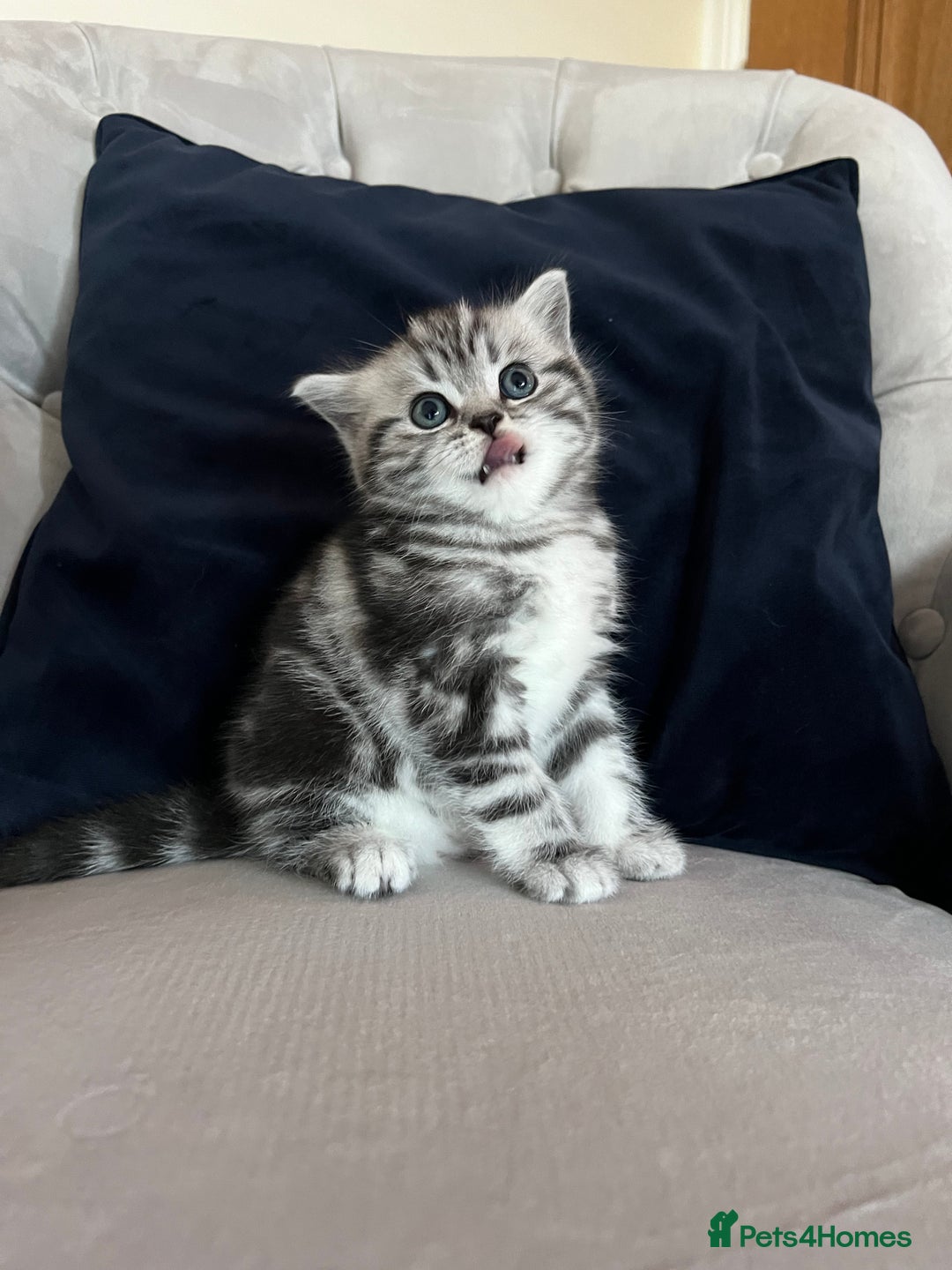 Scottish Fold cats for sale: Duke ( silver tabby Scottish straight)  - Advert 3