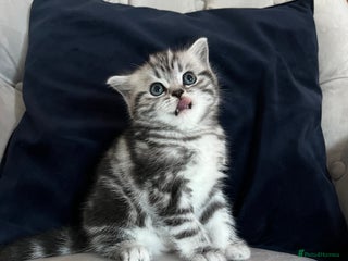 Scottish Fold cats Duke ( silver tabby Scottish straight) - Advert 16